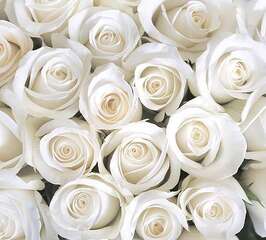 Фотопанно Divino Розы белые (B-091)